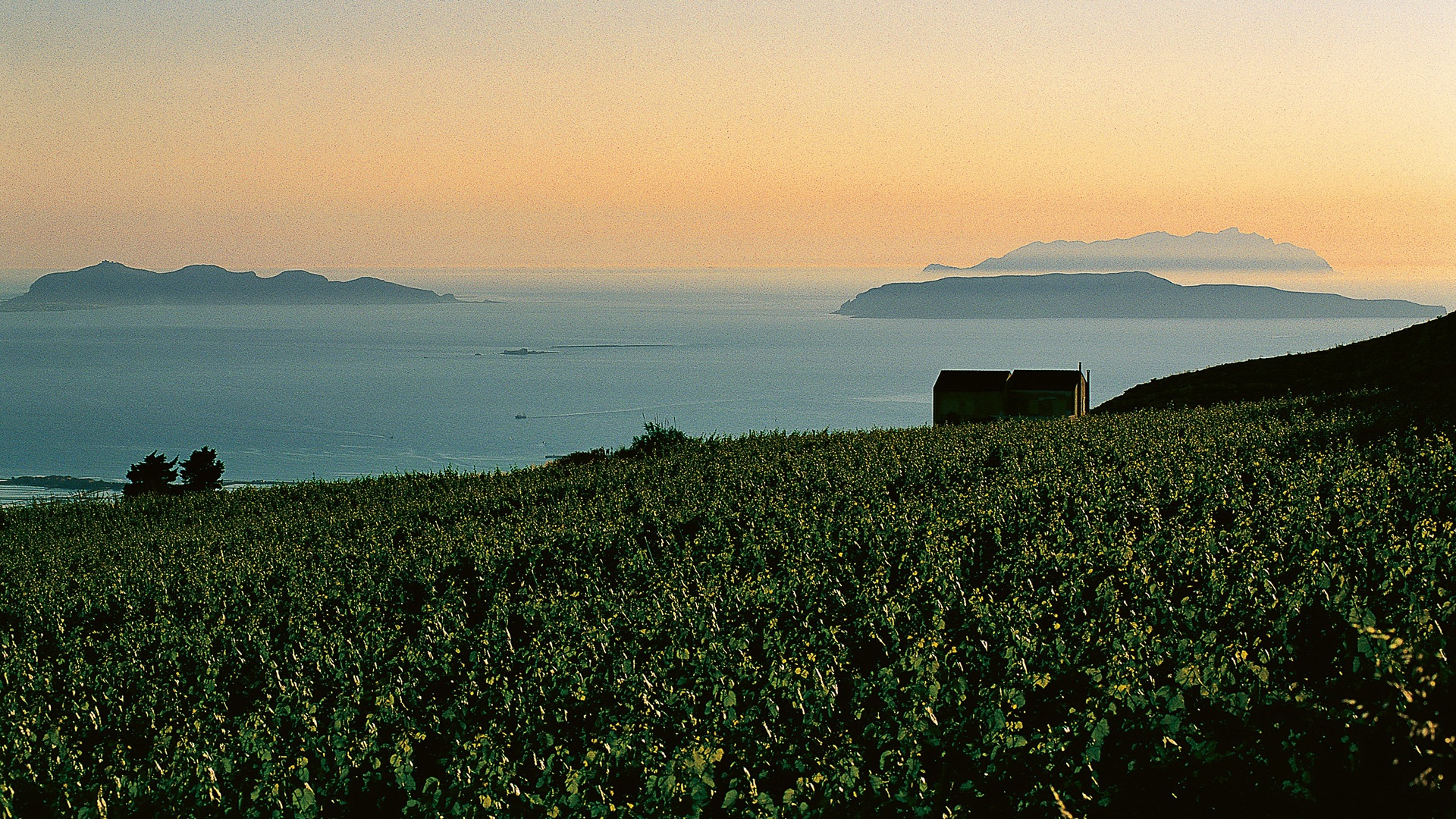 A wide shot of the Vineyards and Egadi Islands - Sicilian Odyssey, Rocco Forte Hotels
